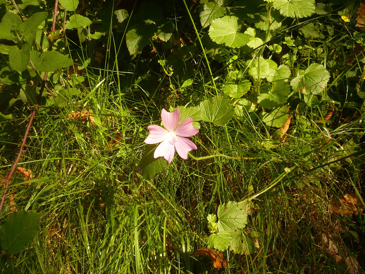 Malva moschata (Malvaceae)